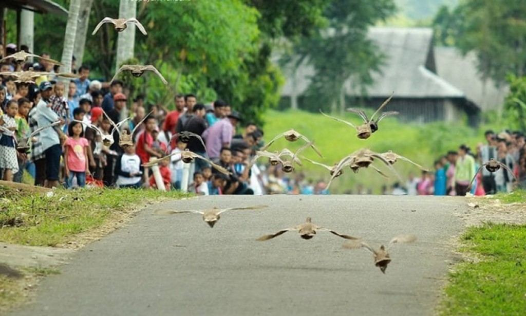 Wisata Pacu Itik (Duck-Race) di Payakumbuh