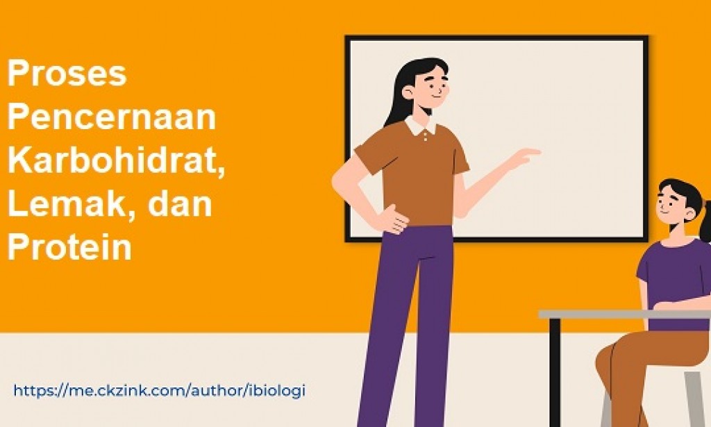 Proses Pencernaan Karbohidrat, Lemak, dan Protein