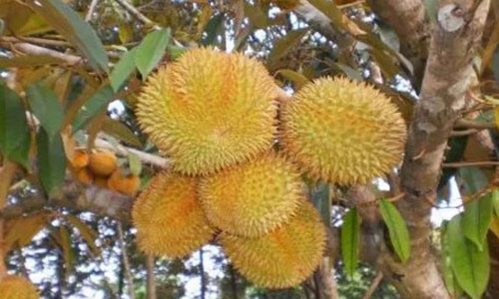 Tips Mencangkok Durian Musang King dan Tanaman Lainnya 99% Berhasil.