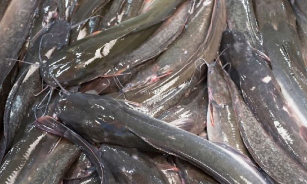 Jenis Ikan yang Profit untuk Dibudidayakan