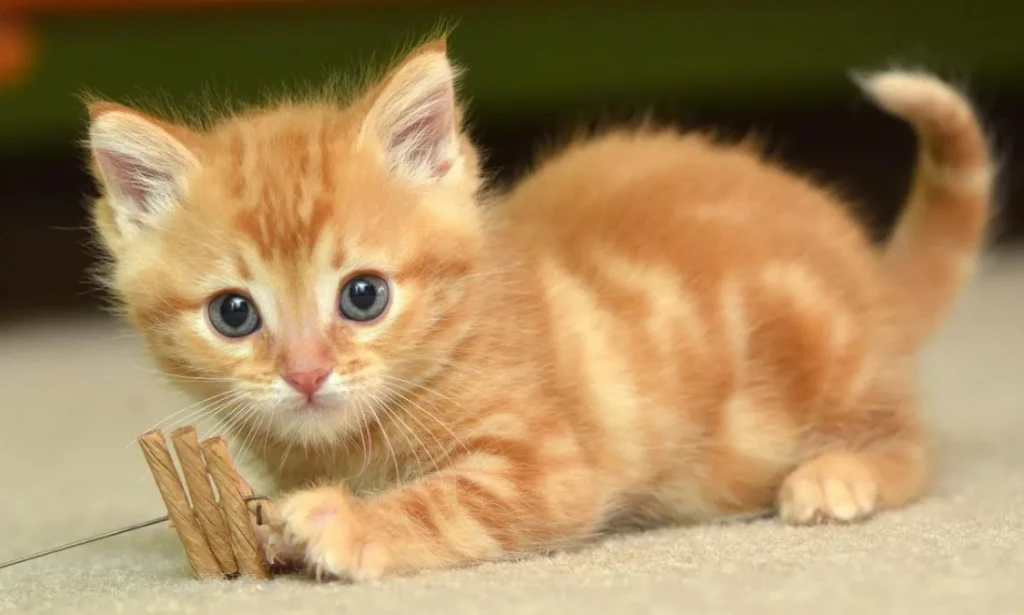 Catat!!! Berikut Tanda Kucing Kena Rabies